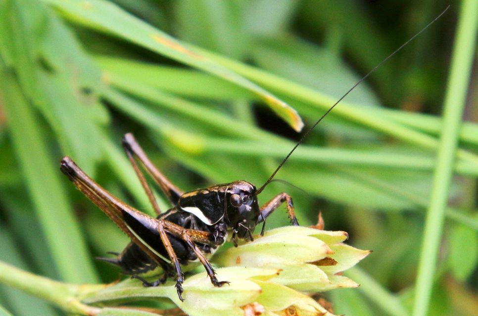 Pholidoptera aptera - nagy avarszöcske