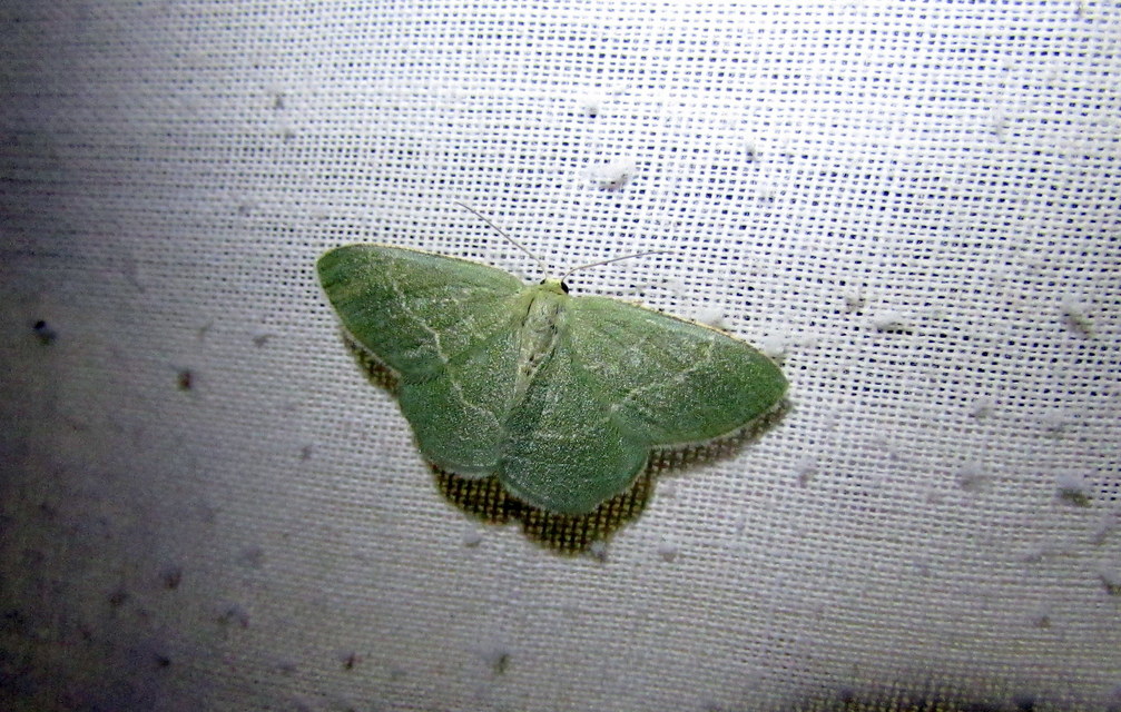 Chlorissa viridata - üdezöld araszoló