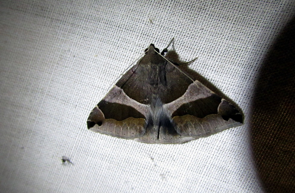 Dysgonia algira - déli porcelánbagoly