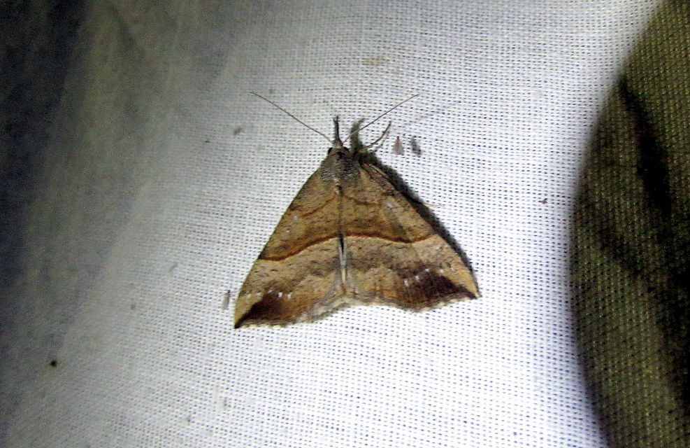 Hypena proboscidalis - ormányos karcsúbagoly