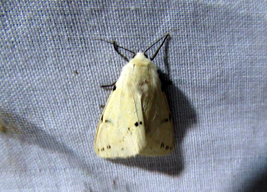 Spilarctia lutea - sárgás medvelepke