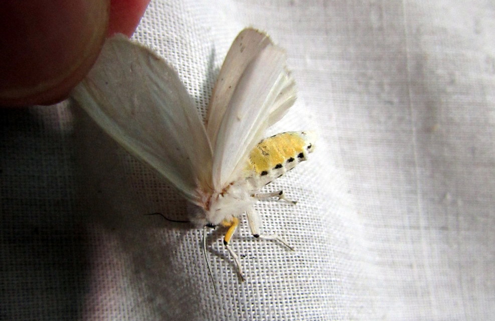 Spilosoma lubricipedum - tejszínű medvelepke