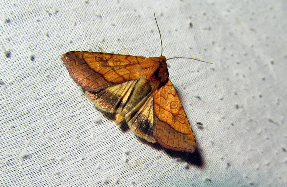 Pyrrhia umbra - iglicebagoly