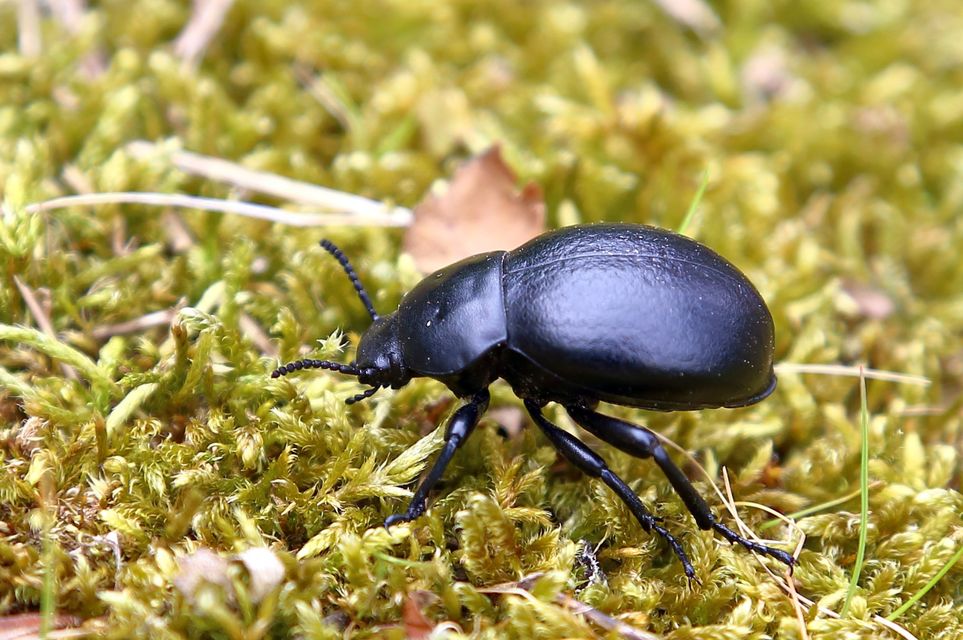 Gnaptor spinimanus - pohos gyászbogár