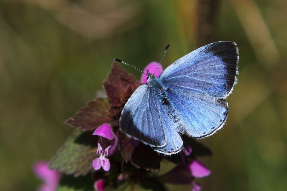Celastrina argiolus - bengeboglárka