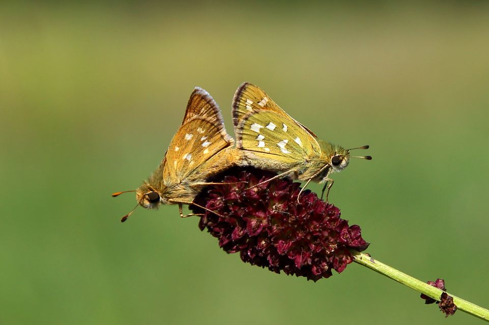 Hesperia comma - vesszős busalepke