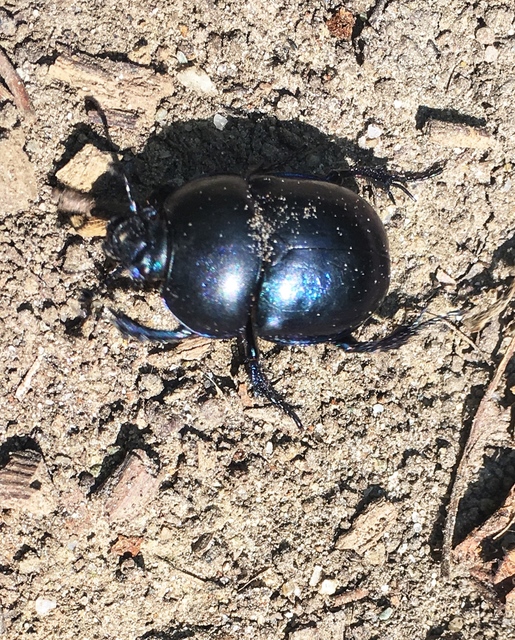 Trypocopris vernalis - tavaszi álganéjtúró