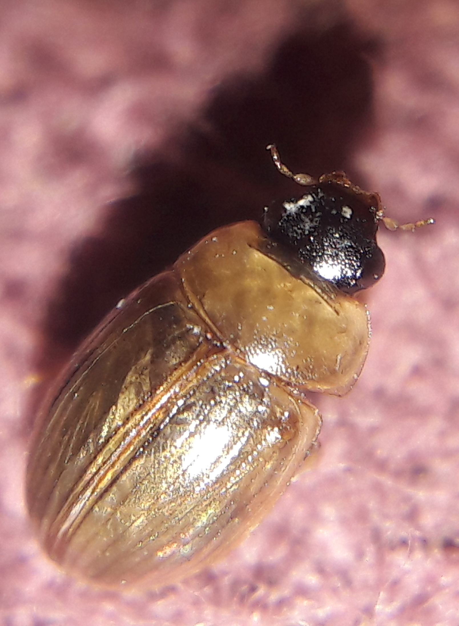 Enochrus melanocephalus - feketefejű fakócsibor