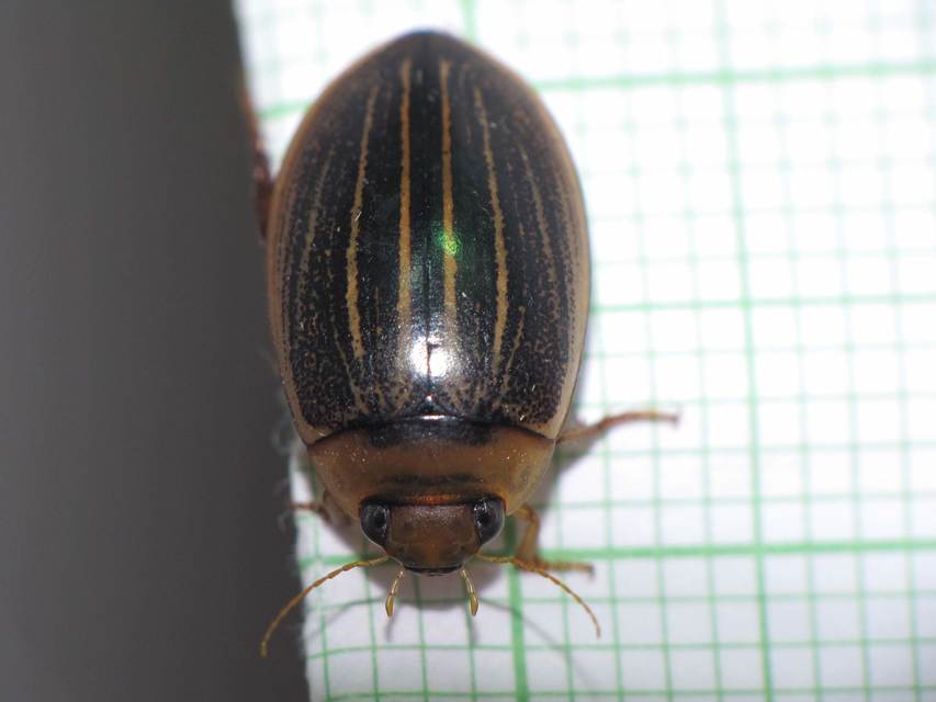 Hydaticus grammicus - déli mocsáricsíkbogár