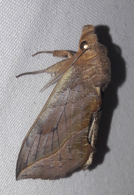 Calyptra thalictri - öblösszárnyú bagoly