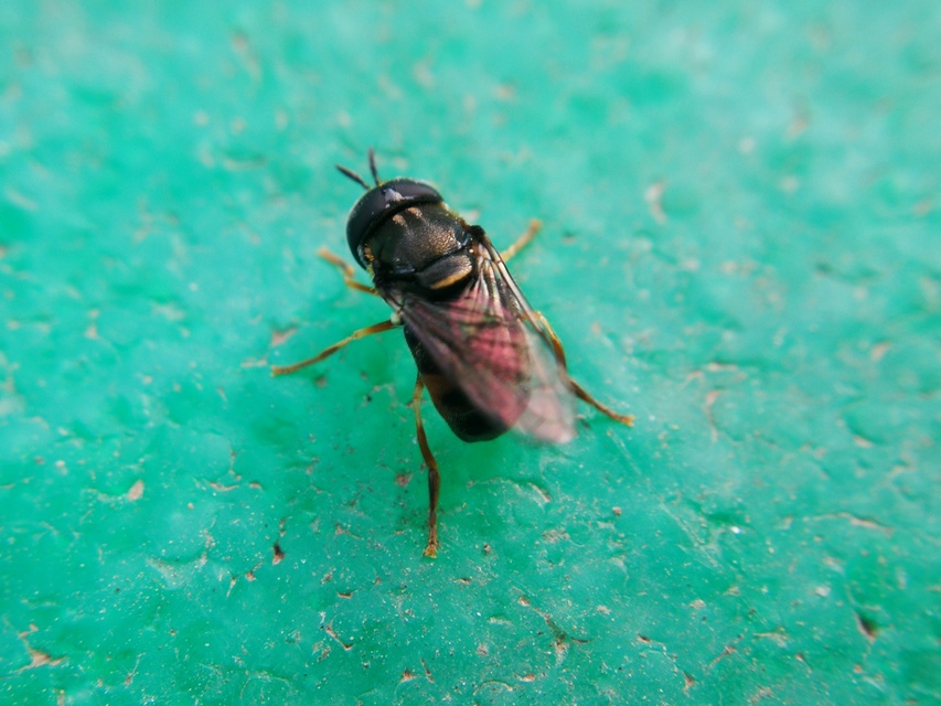 Paragus