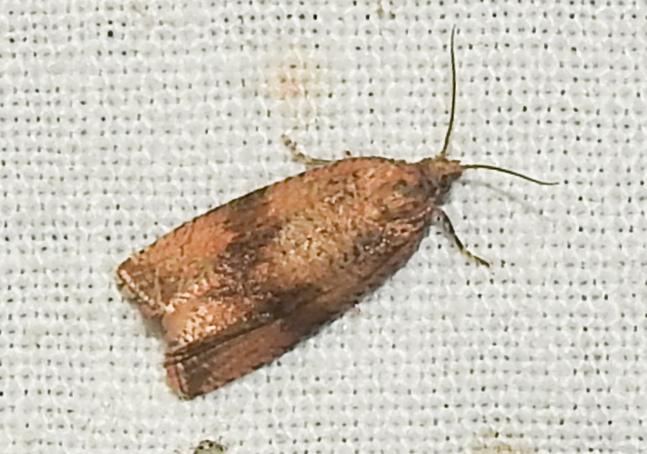 Celypha striana - pitypangfúró tükrösmoly