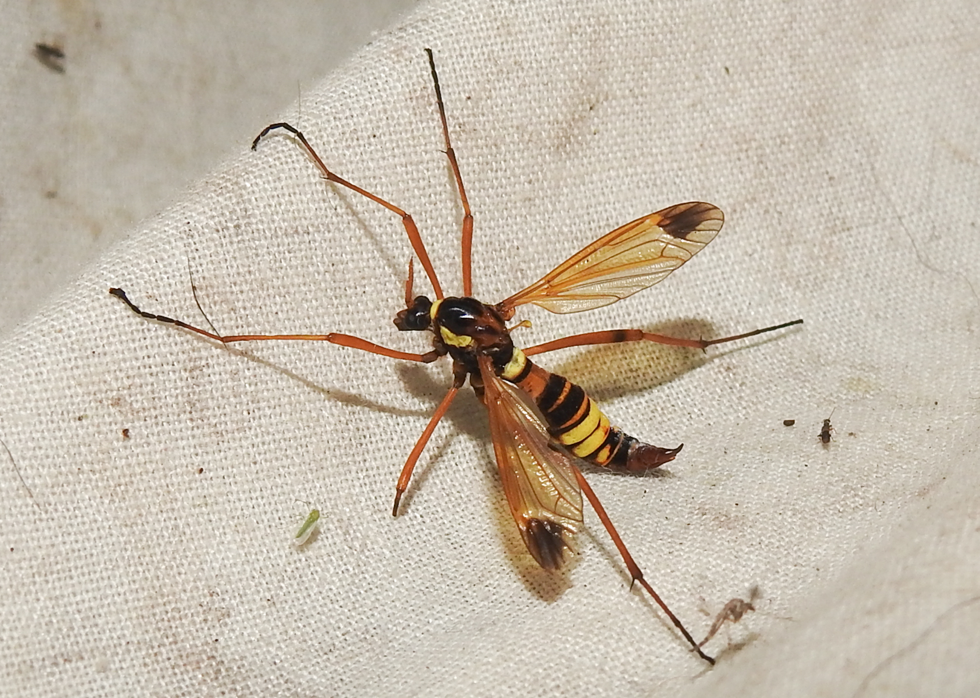 Ctenophora ornata - sárga fésűsszúnyog