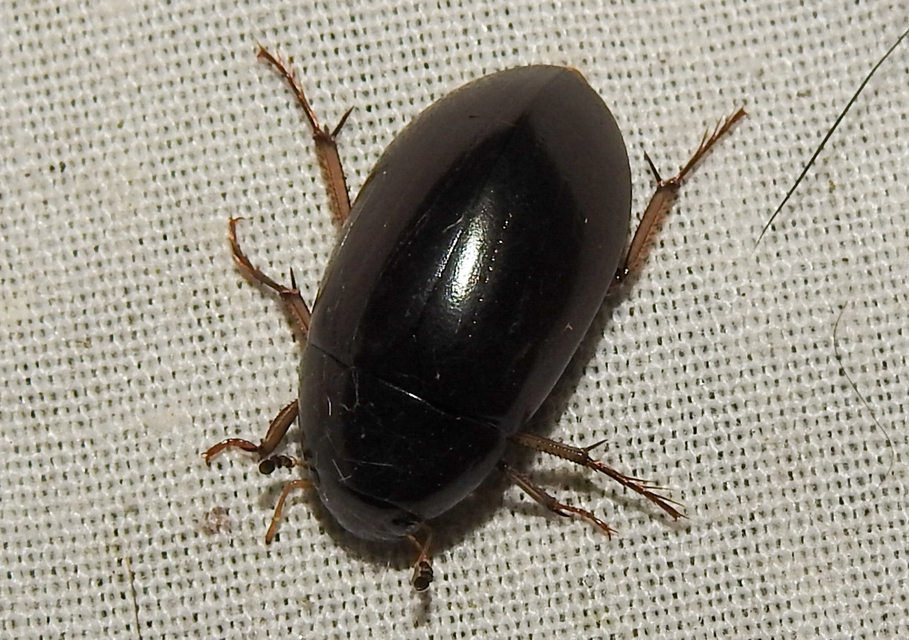 Hydrochara flavipes - sárgalábú csibor