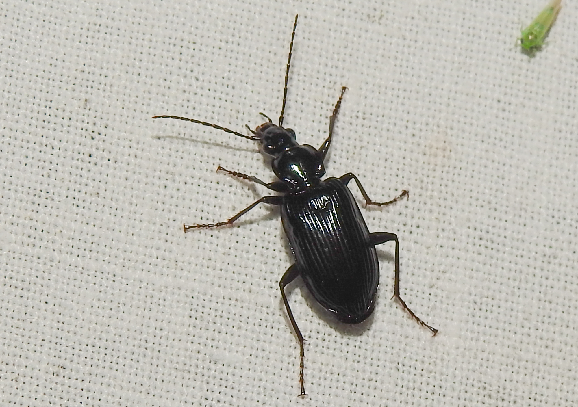 Limodromus longiventris - termetes kisfutó