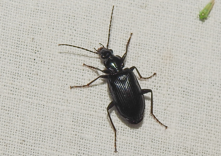 Limodromus longiventris - termetes kisfutó