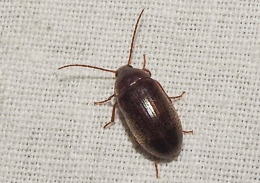 Hymenalia rufipes - rőtlábú alkonybogár
