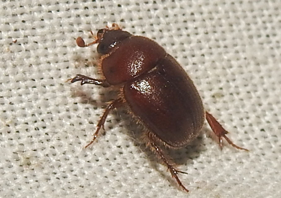 Ochodaeus chrysomeloides - alkonyati homoktúróbogár Ochodaeus chrysomeloides - alkonyati homoktúróbogár
