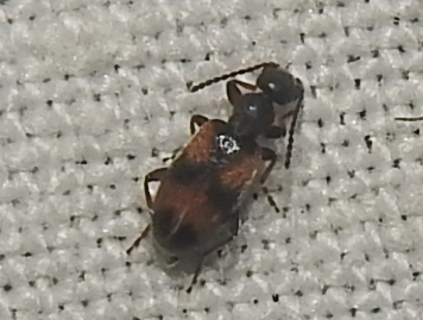 Anthicus antherinus - közönséges fürgebogár