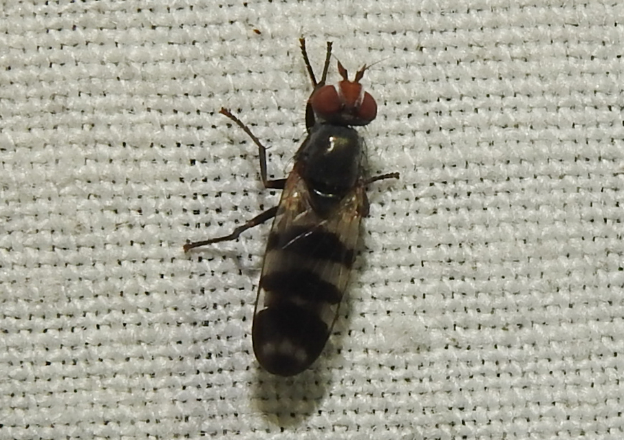 Ceroxys hortulana - kerti foltoslégy