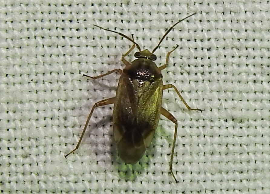 Lygus rugulipennis - molyhos mezeipoloska