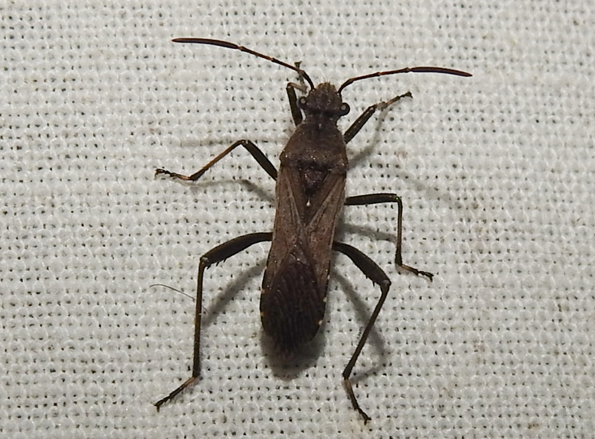 Alydus calcaratus - szőrös tövispoloska