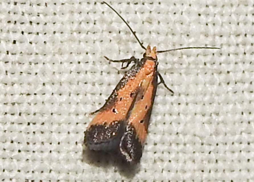 Brachmia dimidiella - citromkocsord-lápimoly