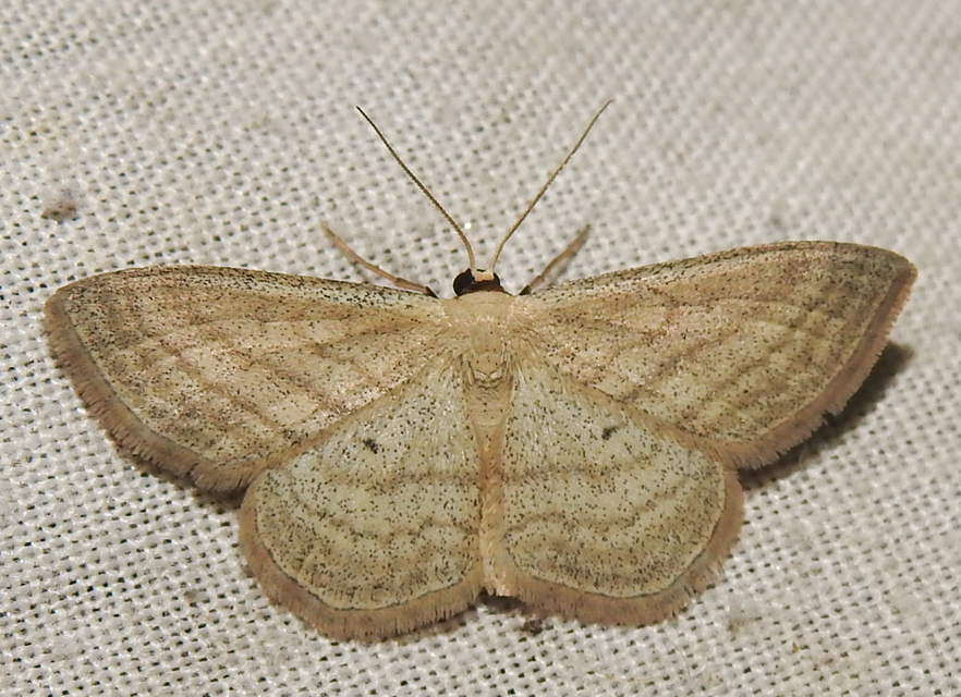 Scopula virgulata - vesszős sávosaraszoló