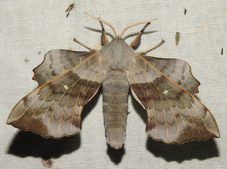 Laothoe populi - nyárfaszender