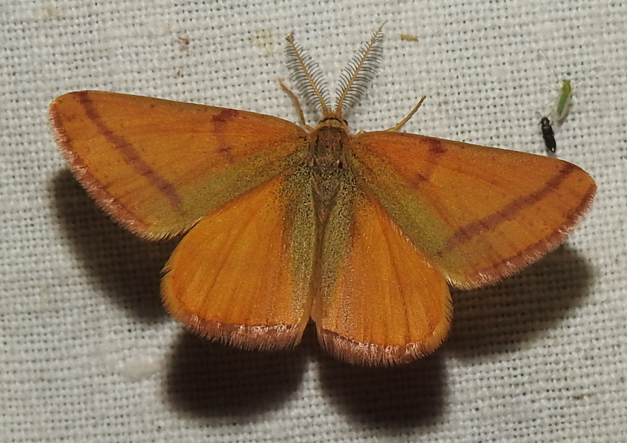Lythria purpuraria - bíborsávos araszoló