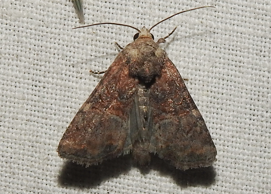Mesoligia furuncula - kétszínű dudvabagoly