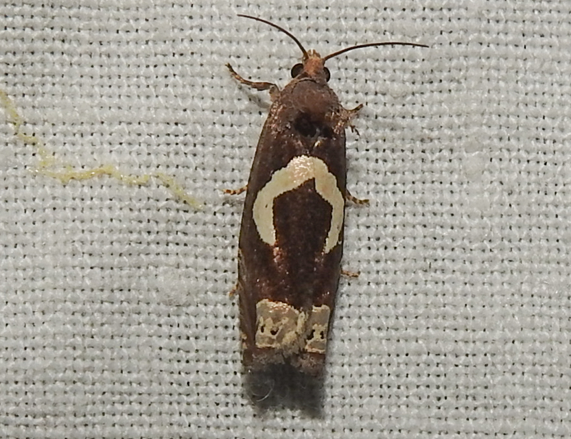 Epiblema foenella - kampósfoltú tükrösmoly