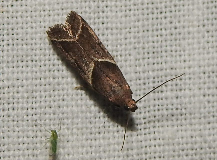 Nyctegretis lineana - agátszínű karcsúmoly