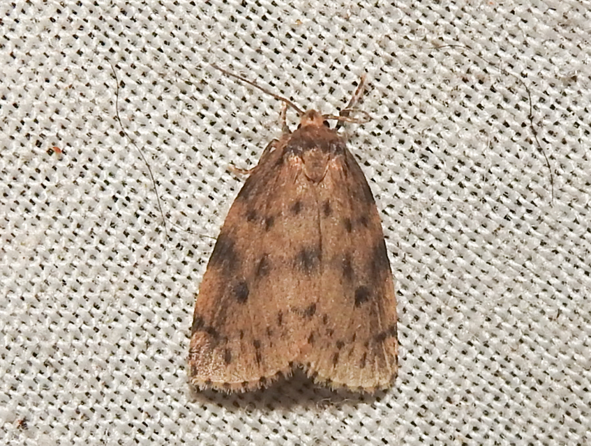 Thumata senex - mocsári medvelepke