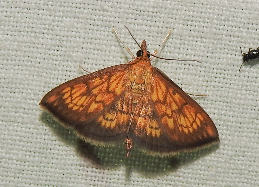 Ecpyrrhorrhoe rubiginalis - rozsdavörös tűzmoly