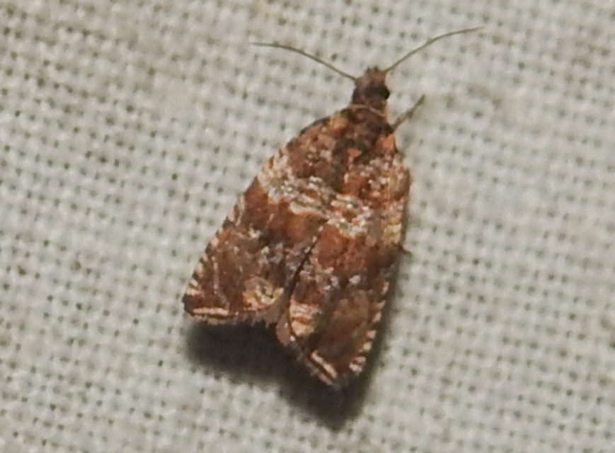 Celypha
