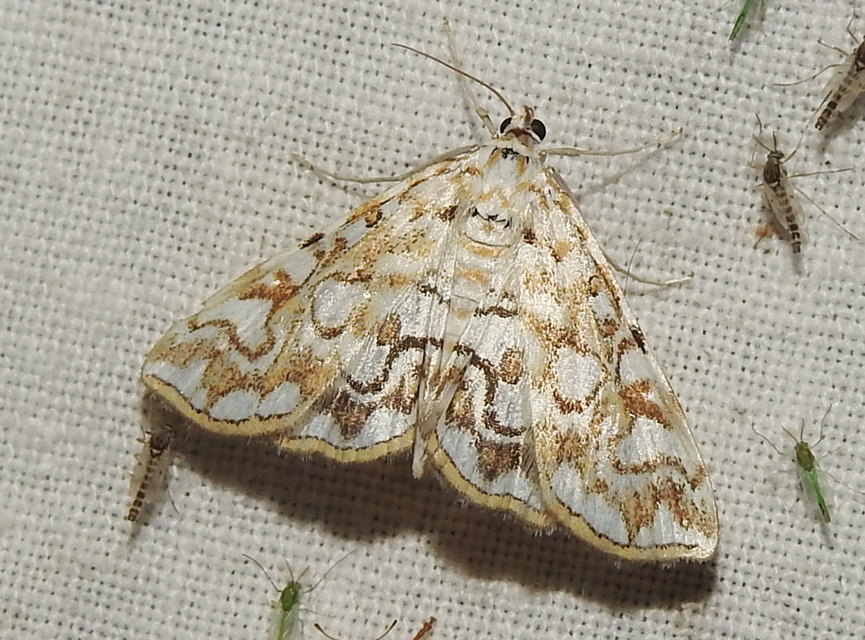 Elophila nymphaeata - tarka vízimoly