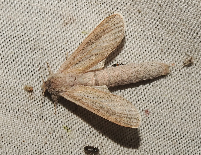 Phragmataecia castaneae - nádfúrólepke