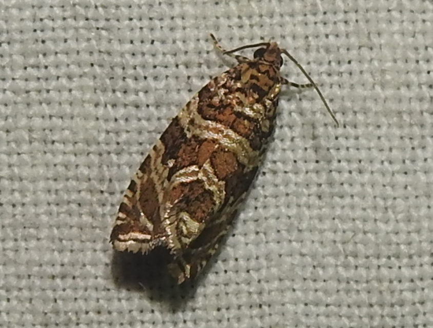 Celypha rivulana - dudvasodró tükrösmoly