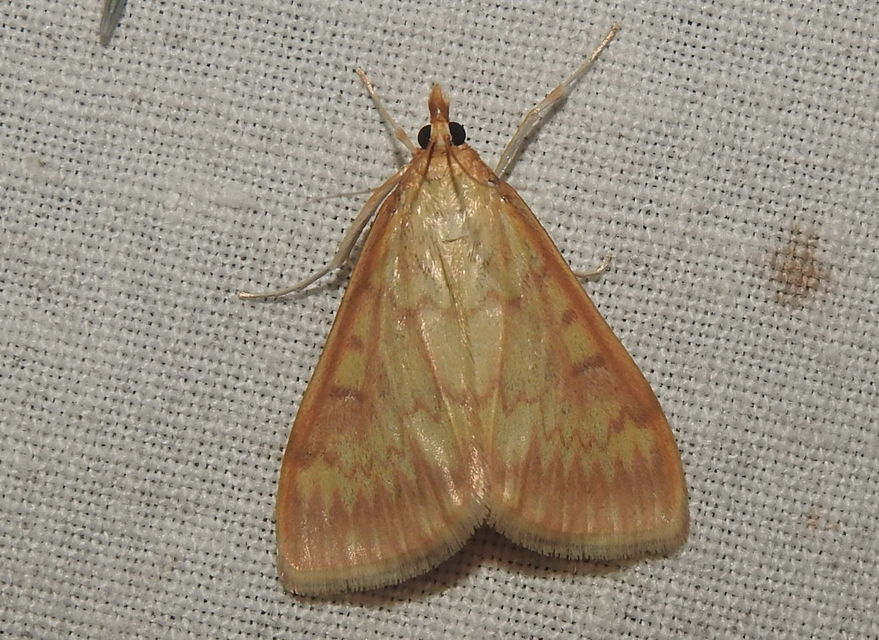 Ostrinia nubilalis - kukoricamoly