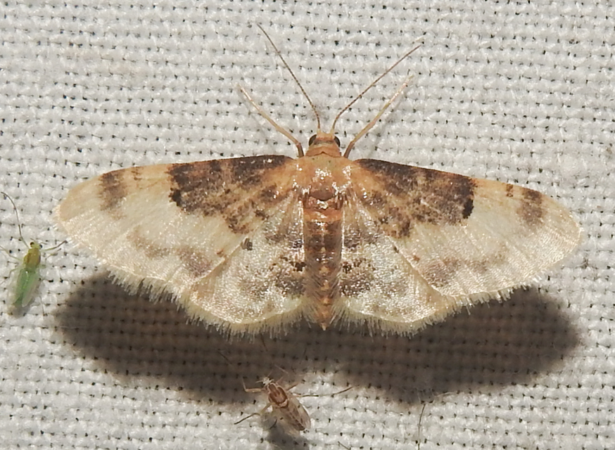 Idaea filicata - sötéttövű apróaraszoló