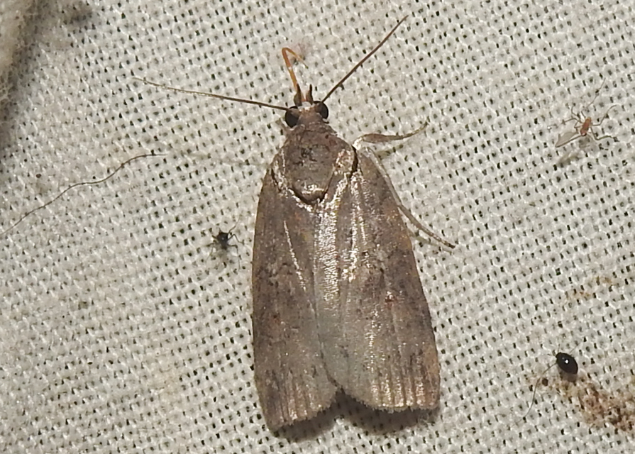 Nycteola asiatica - nyárfa-trapézbagoly