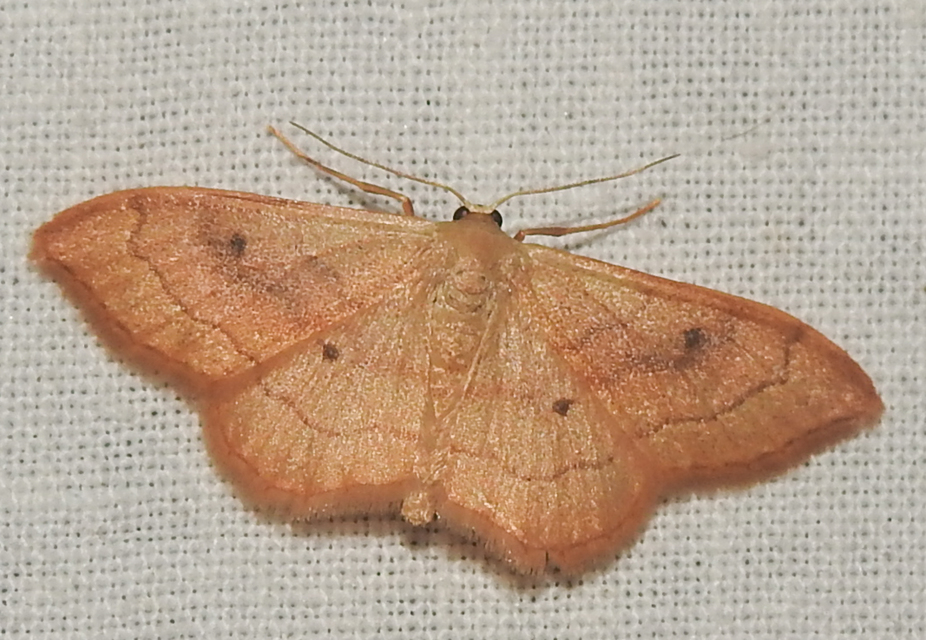 Idaea rubraria - vörössávos araszoló