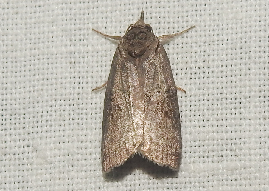 Nycteola asiatica - nyárfa-trapézbagoly