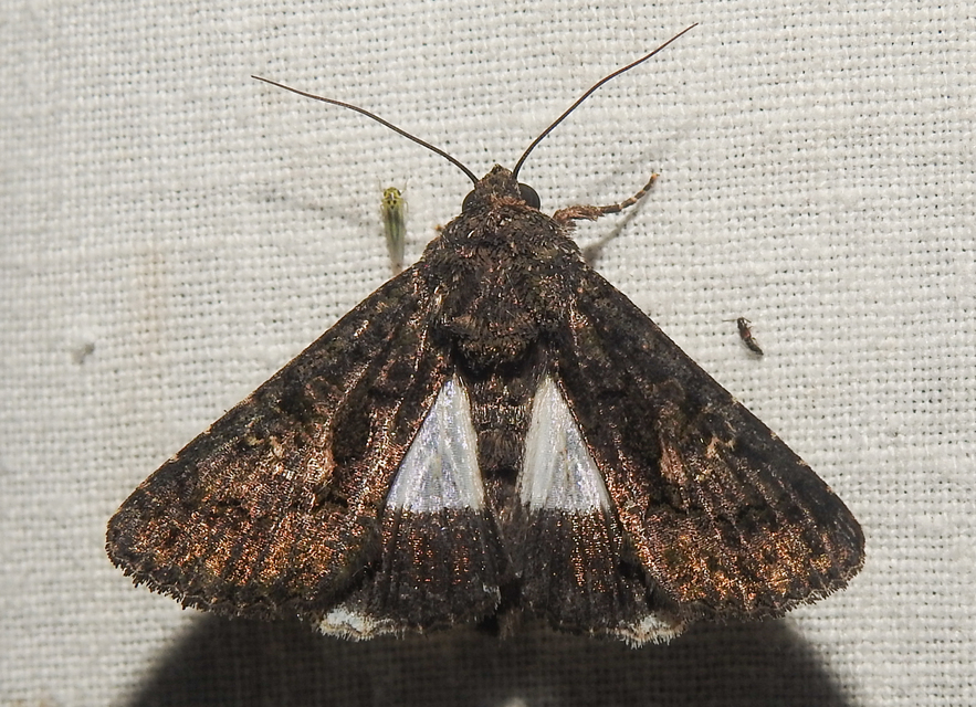 Anophia leucomelas - déli folyófűbagoly