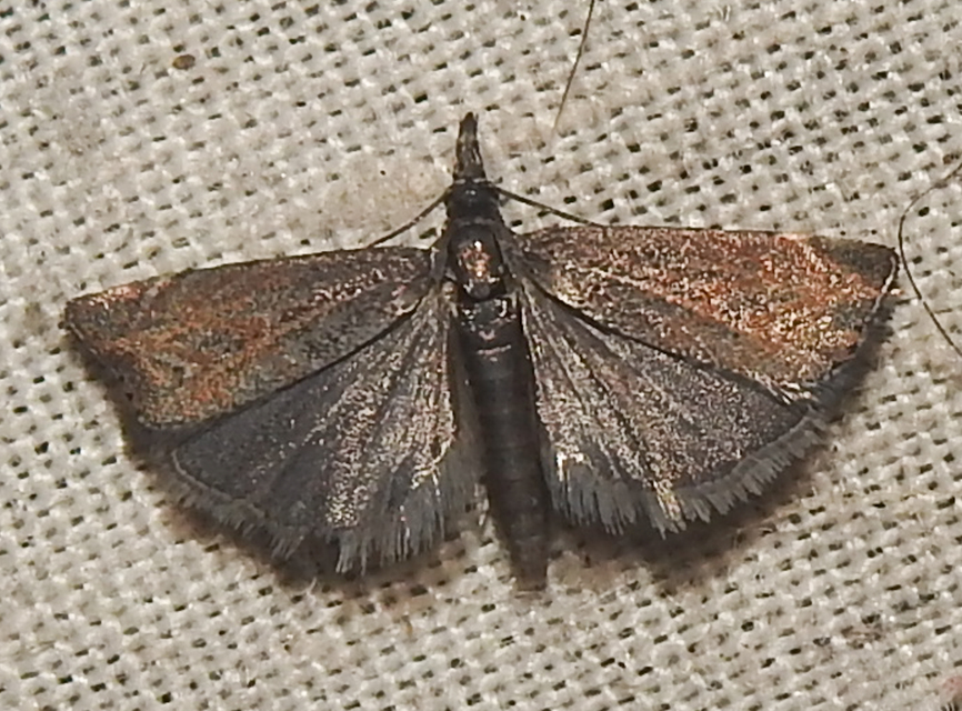 Platytes cerussella - törpe fűgyökérmoly