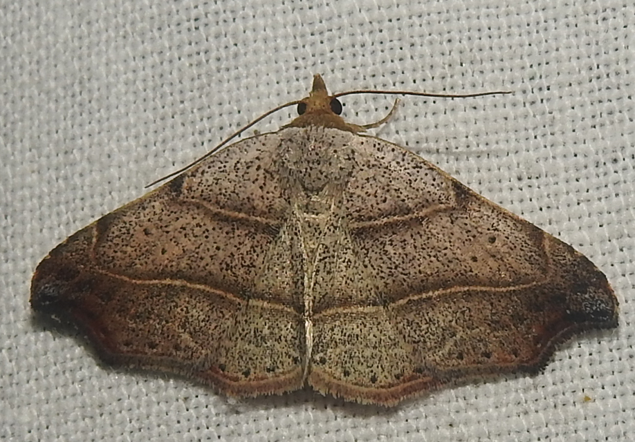 Laspeyria flexula - zuzmóbagoly
