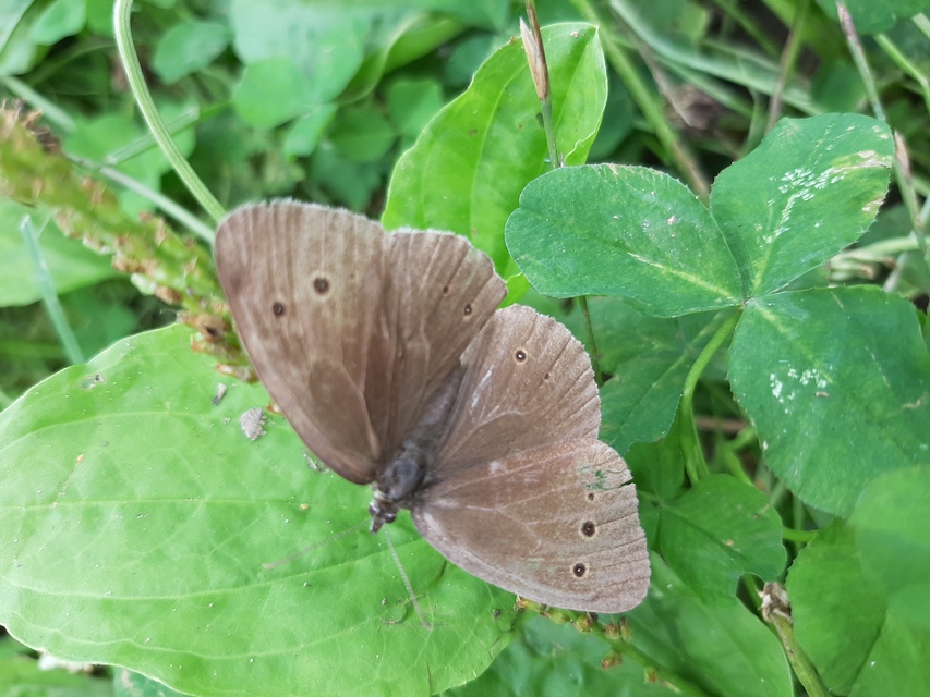 Aphantopus hyperanthus - közönséges ökörszemlepke