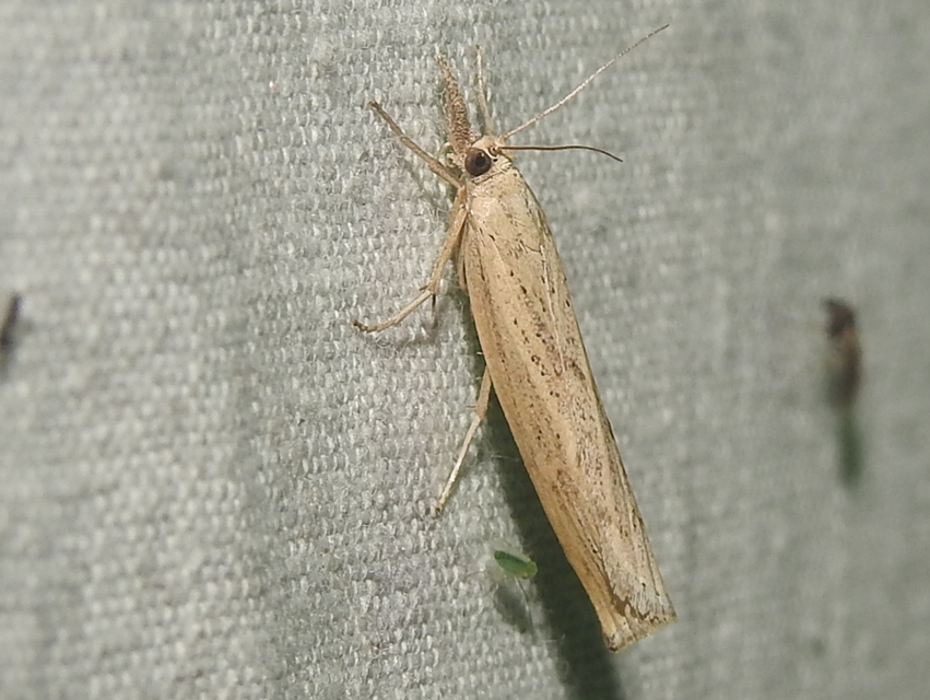 Agriphila