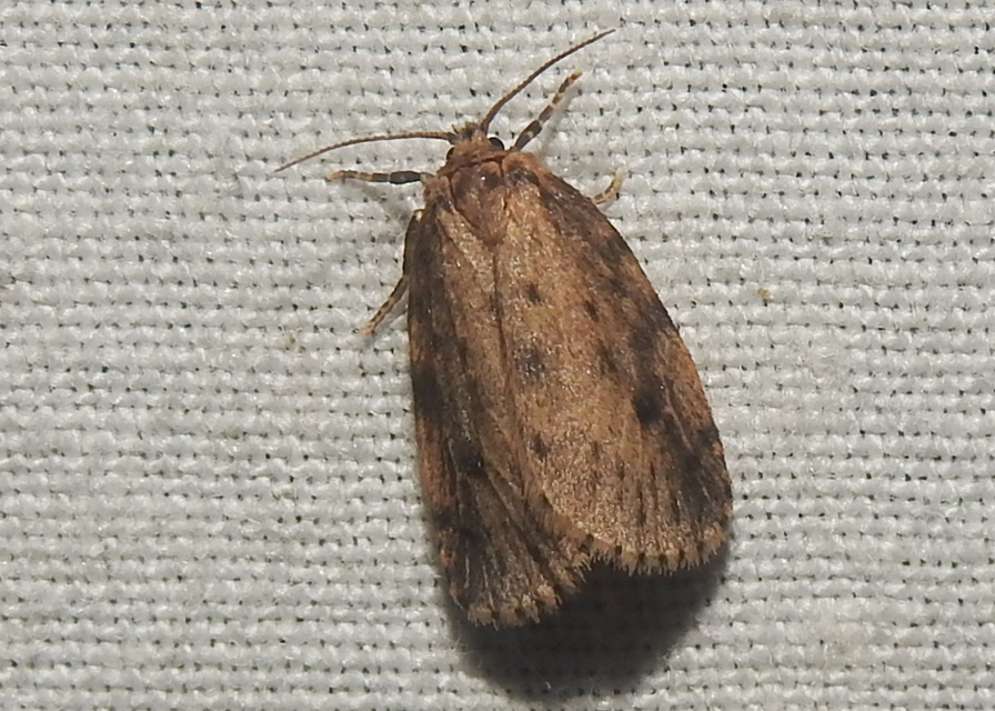 Thumata senex - mocsári medvelepke